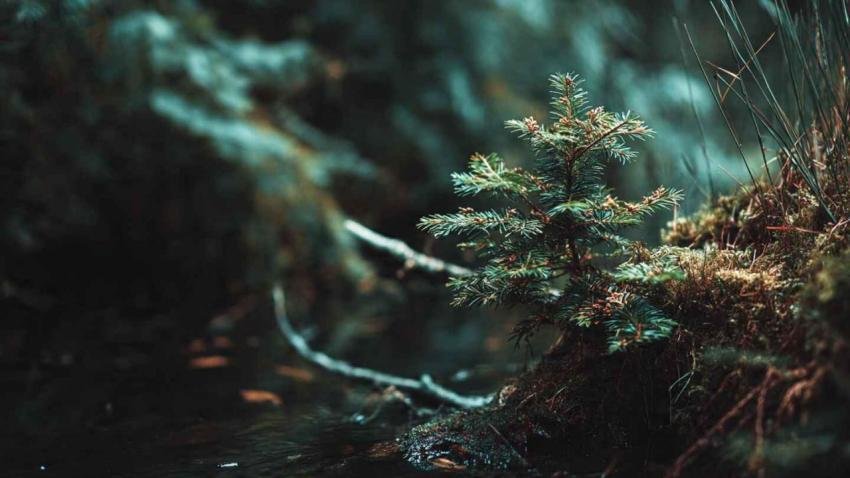 Desktop background images