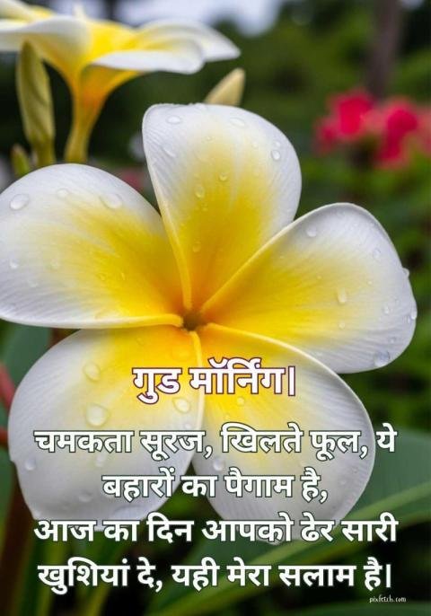 White flower with good morning quotes in hindi