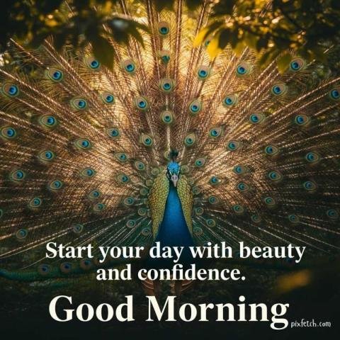 Pleasant good morning wishes with peacock feather spread