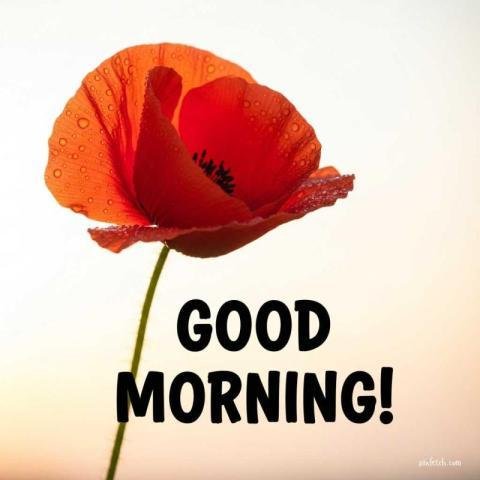 Good Morning Images For Whatsapp 2025