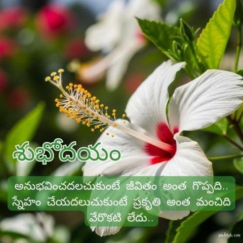 గుడ్ మార్నింగ్ కొటేషన్స్ తెలుగు