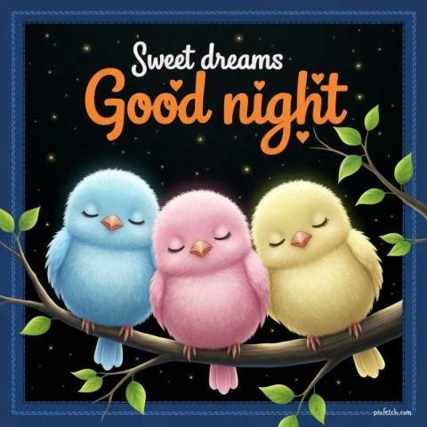 Special birds good night images for WhatsApp free download