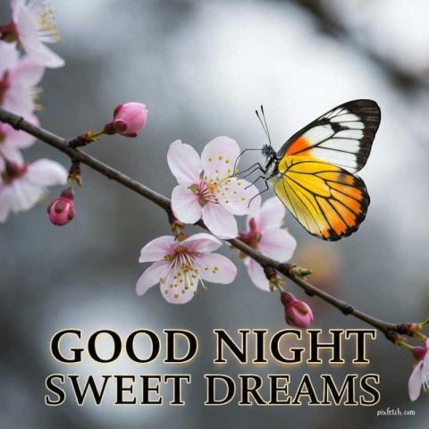 Good night status photo for WhatsApp