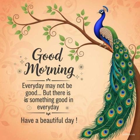 A majestic peacock perches on a curved tree branch with good morning wishes